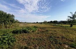 Casa 100 mp utili, teren 4320 mp, front stradal 40,5 ml, Covăsanț