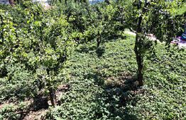 Oportunitate Vila Cleja la E 85 si 20 km de Bacau