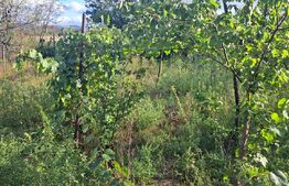 Casă Bătrânească + Teren Generos, Șerbănești