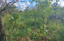 Casă Bătrânească + Teren Generos, Șerbănești