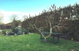 Casa cu 4 camere + casa oaspeti + spatiu comercial + zona hobby - 0 comision