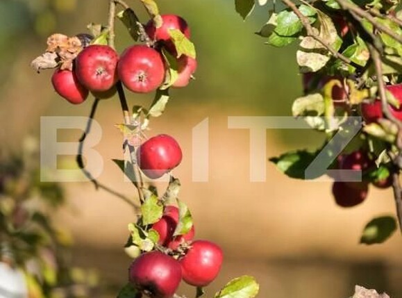 Spațiu comercial de vânzare Breb - 165733SVC | BLITZ Baia Mare | Poza6