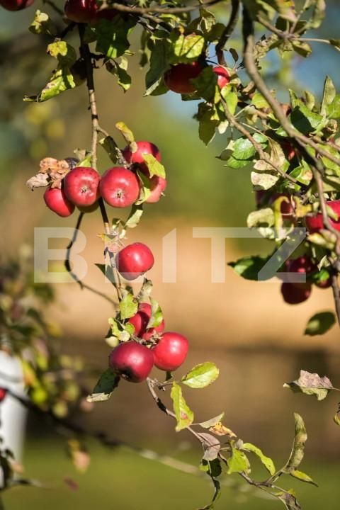 Spațiu comercial de vânzare Breb - 165733SVC | BLITZ Baia Mare | Poza6