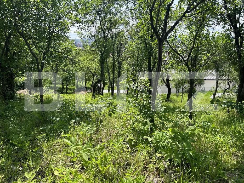 Teren de vânzare Valea Rosie - 181284TV | BLITZ Baia Mare | Poza3