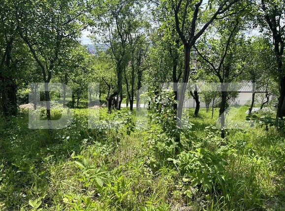 Teren de vânzare Valea Rosie - 181285TV | BLITZ Baia Mare | Poza1