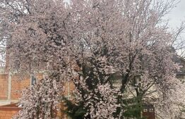 Vila de vanzare, 520 mp, zona Orasul Vechi