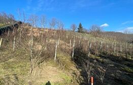 Oportunitate! Casa P+1 deosebita, 223mp, teren 2544mp, Cicarlau