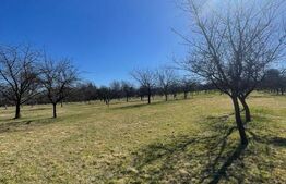 Teren 50 ari în Satu Nou de Sus – utilități la teren, parcelabil, investitie