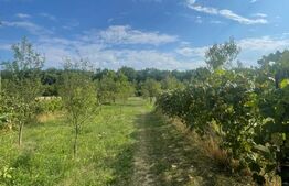 Teren intravilan, 25 ari, zona Tauti de Sus