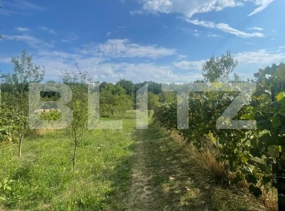 Teren de vânzare Tautii de Sus - 202625TV | BLITZ Baia Mare | Poza5