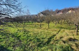 Teren 19 ari, intravilan, zona de centura Bistrita! 