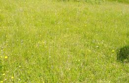 Teren intravilan Colibita ,1200mp