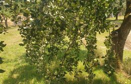 Casa si teren cu livada pe rod, 40000 mp, Departe de agitatia orasului