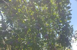 Casa si teren cu livada pe rod, 40000 mp, Departe de agitatia orasului