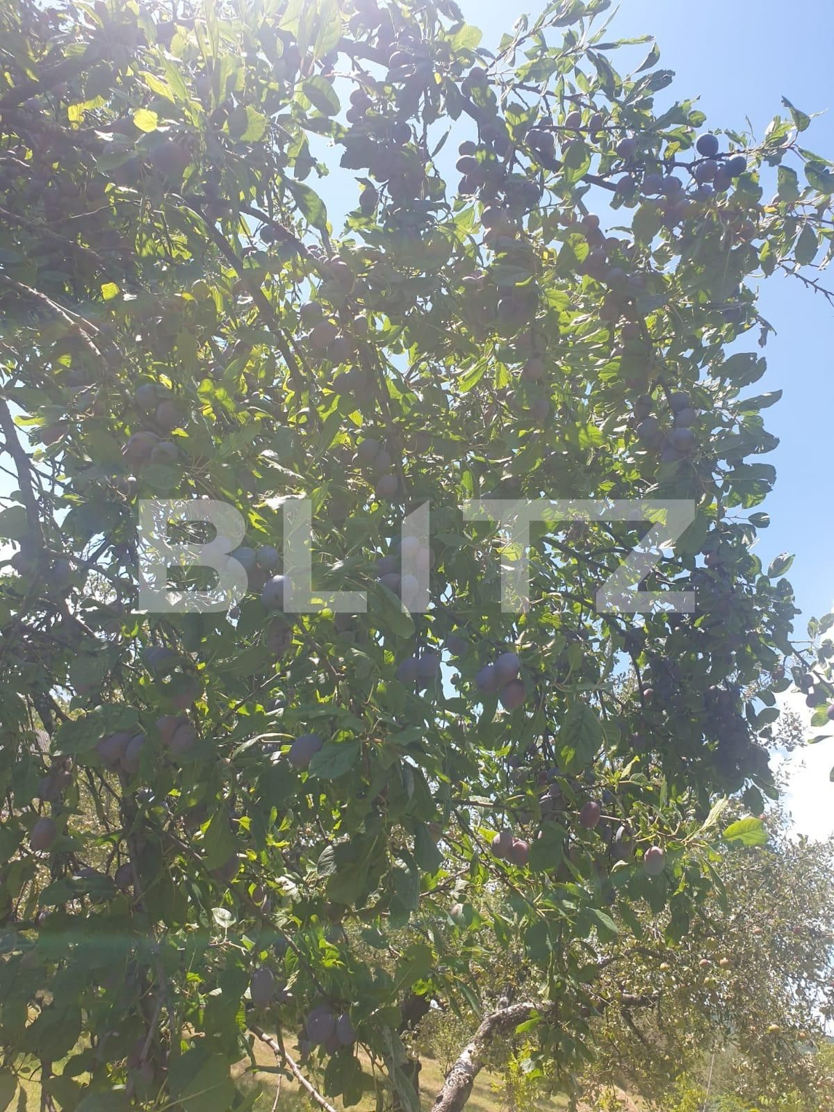 Casa de vânzare 4 camere Nord-Vest - 107786CV | BLITZ Bistriţa | Poza12