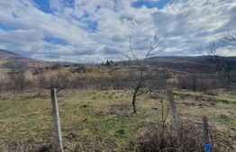 Teren extravilan, peste 80 de ari de vanzare in Bistrita, pe Valea Ghinzii! 