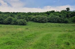 Teren extravilan, 2,5 ha, Dorolea