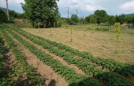 Casa 3 camere, 250mp, teren 2000mp, Sud Est