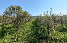 Teren +afacere (plantatie de catina), 55000mp, Exterior Vest