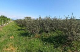 Teren +afacere (plantatie de catina), 55000mp, Exterior Vest