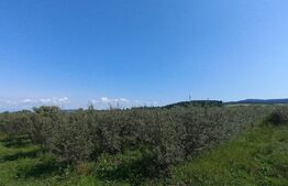 Teren +afacere (plantatie de catina), 55000mp, Exterior Vest