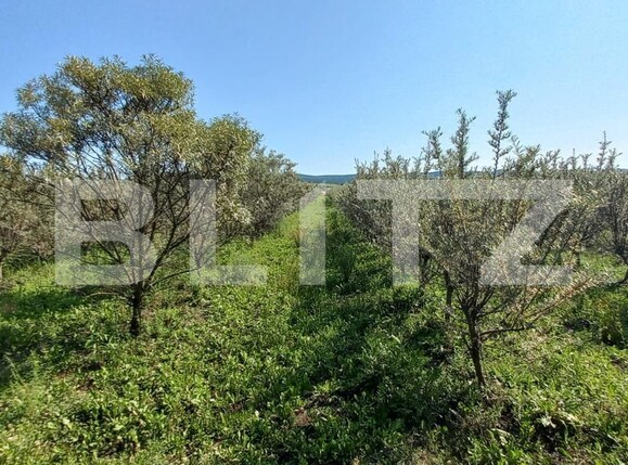 Teren de vânzare Exterior Vest - 119295TV | BLITZ Bistriţa | Poza4