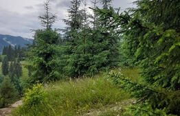 Teren 1400mp, Colibita