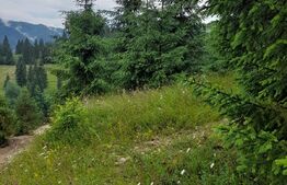 Teren 1400mp, Colibita