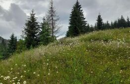 Teren 1400mp, Colibita