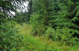 Teren 1400mp, Colibita