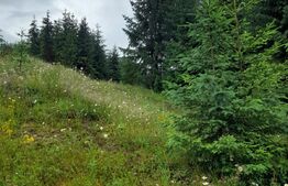 Teren 1400mp, Colibita