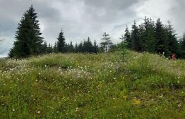 Teren 1400mp, Colibita