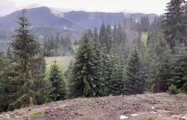 Teren 1400mp, Colibita