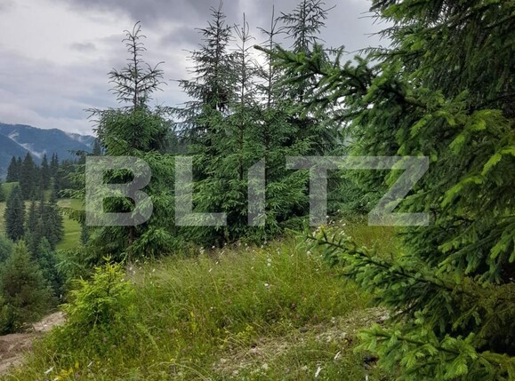 Teren de vânzare Colibiţa - 120673TV | BLITZ Bistriţa | Poza3