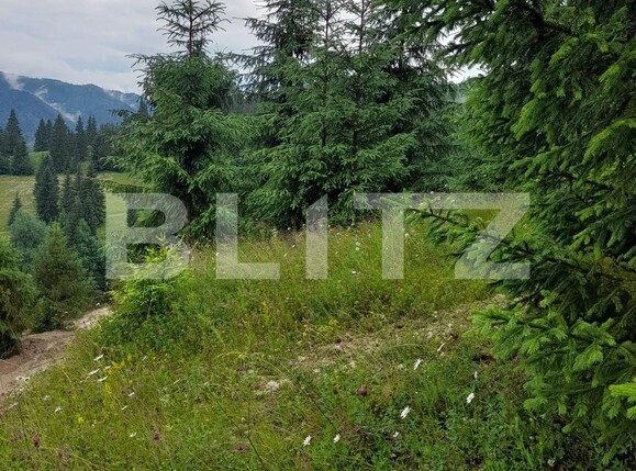 Teren de vânzare Colibiţa - 120673TV | BLITZ Bistriţa | Poza9