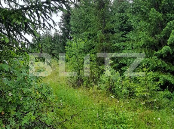 Teren de vânzare Colibiţa - 120673TV | BLITZ Bistriţa | Poza8