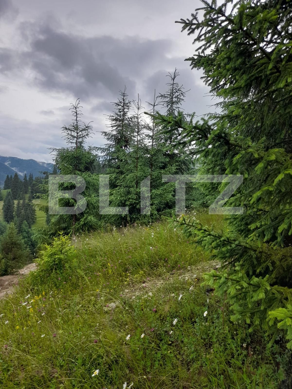 Teren de vânzare Colibiţa - 120673TV | BLITZ Bistriţa | Poza3