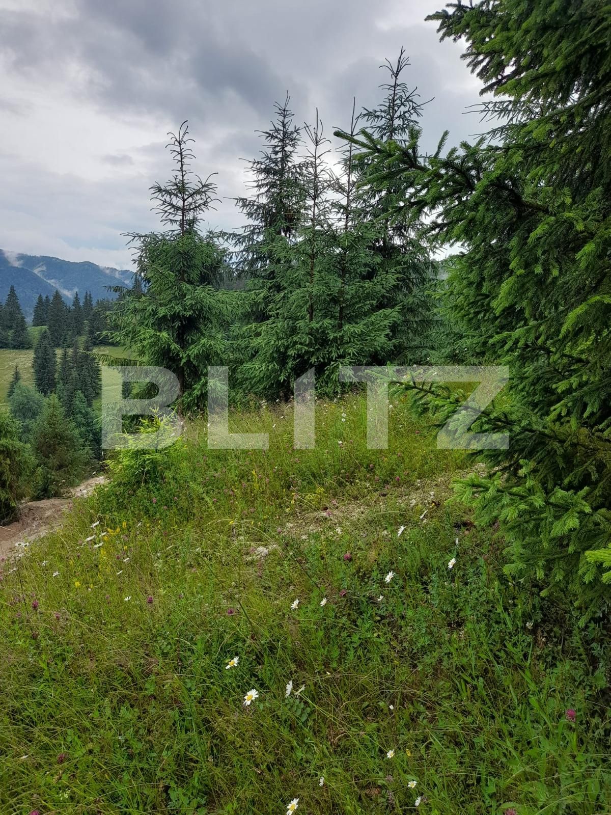 Teren de vânzare Colibiţa - 120673TV | BLITZ Bistriţa | Poza9