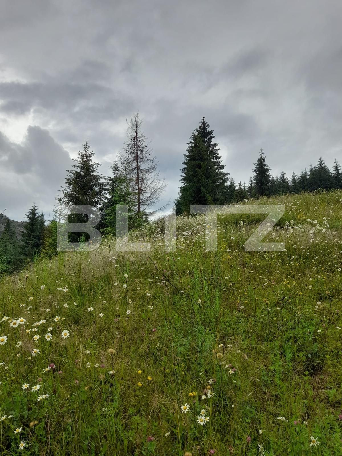 Teren de vânzare Colibiţa - 120673TV | BLITZ Bistriţa | Poza4