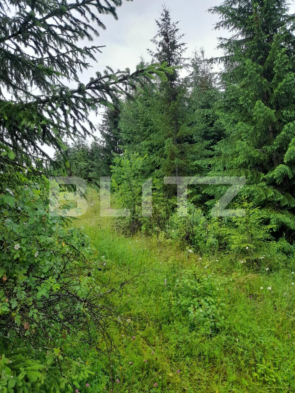 Teren de vânzare Colibiţa - 120673TV | BLITZ Bistriţa | Poza8