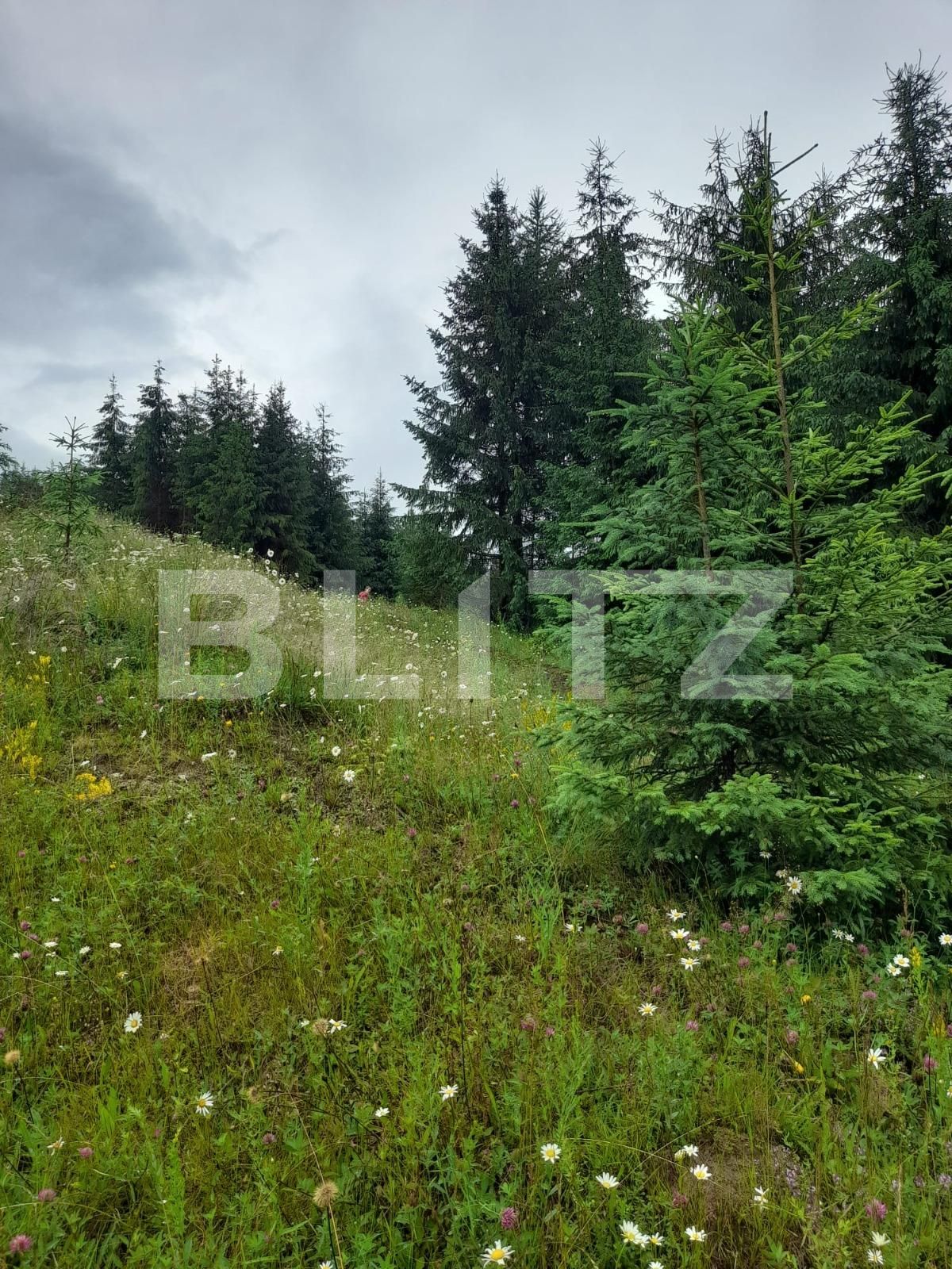 Teren de vânzare Colibiţa - 120673TV | BLITZ Bistriţa | Poza5