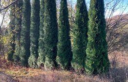 Teren extravilan 5000mp zona Goldplast