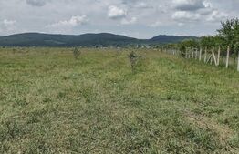 Teren De Vanzare Sesul Jelni