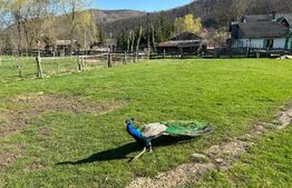 Pensiune 10 camere, 5 ha teren, la 30 km de Bistrita 