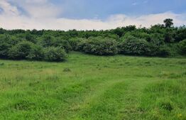 Teren extravilan, 2,5 ha, Dorolea