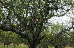 1.07 Ha in Slatinita  De nuci