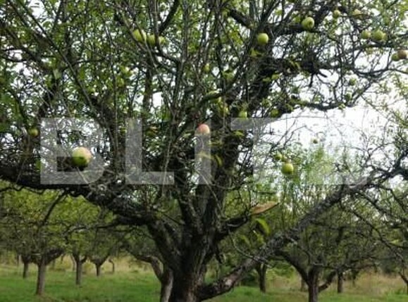 Teren de vânzare Unirea - 143619TV | BLITZ Bistriţa | Poza3