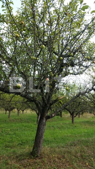 Teren de vânzare Unirea - 143619TV | BLITZ Bistriţa | Poza3