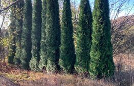 Teren extravilan 5000mp zona Goldplast