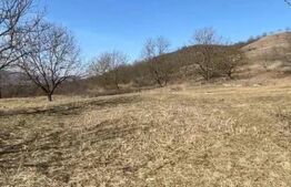 Livadă de nuci – 2 ha | Acces DN17 | Investiție profitabilă - Cristur